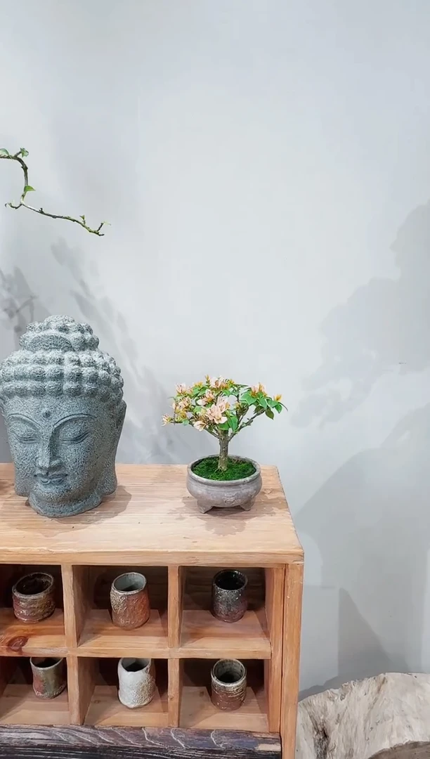 【闪购商品】盆景塔橙三角梅