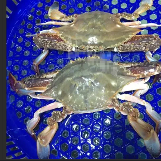 于洪店下单【东港飞蟹】梭子蟹 跑腿到家保鲜不保活 公飞蟹3-5两 6只起