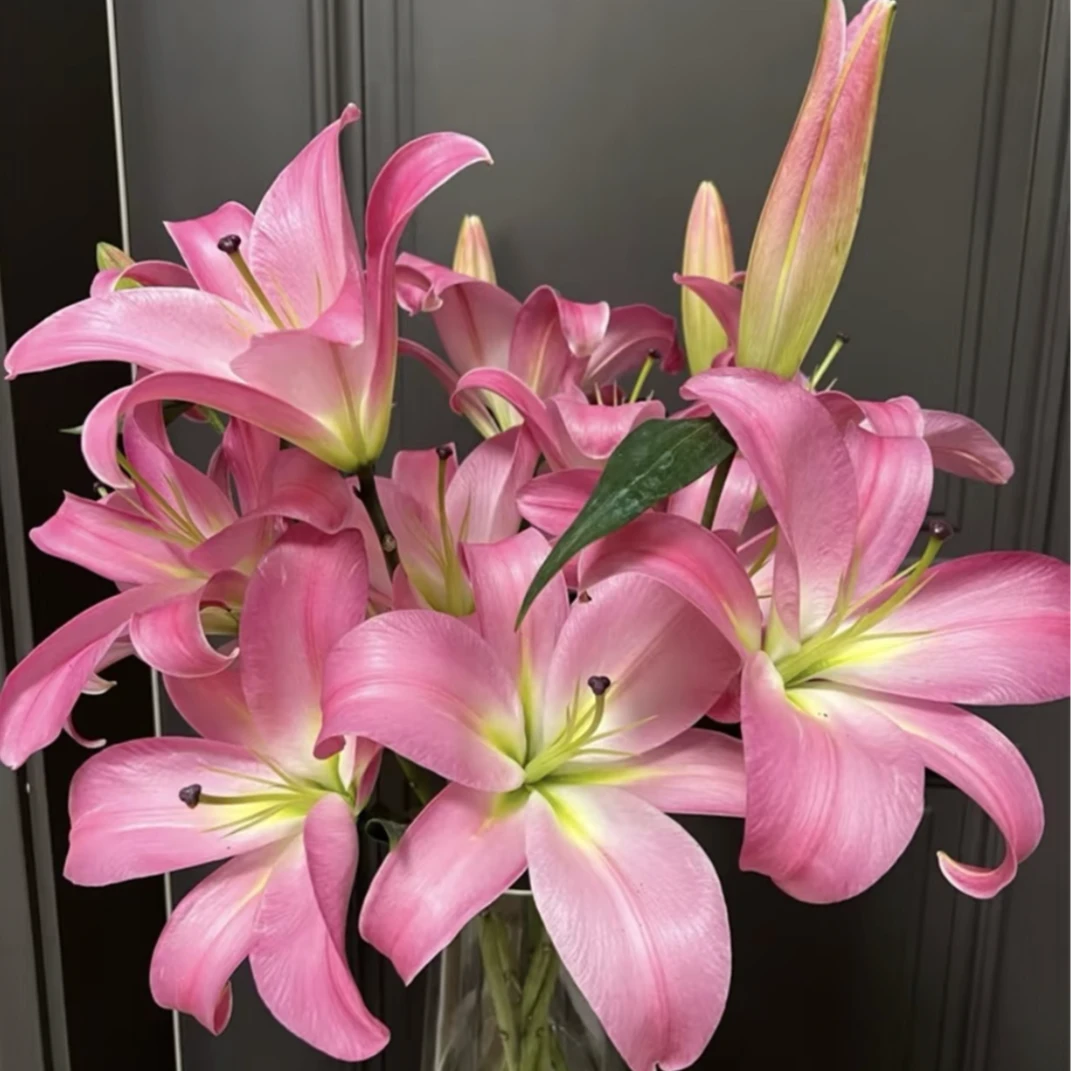 【香水百合】麦当娜香水百合  浓郁香味 百合鲜花 基地直发