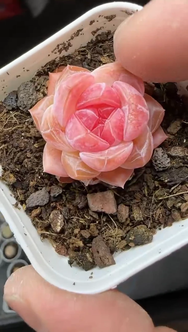 【闪购商品】一物一拍0217—21