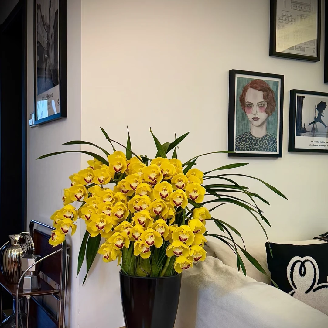 【经典黄月影】3支花剑起大花蕙兰带花苞发货桌面款载种好清香型