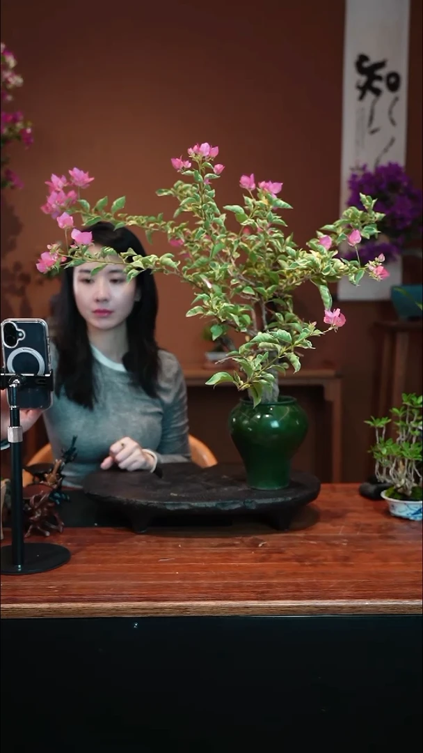 无花朵三角梅盆景盆景盆景