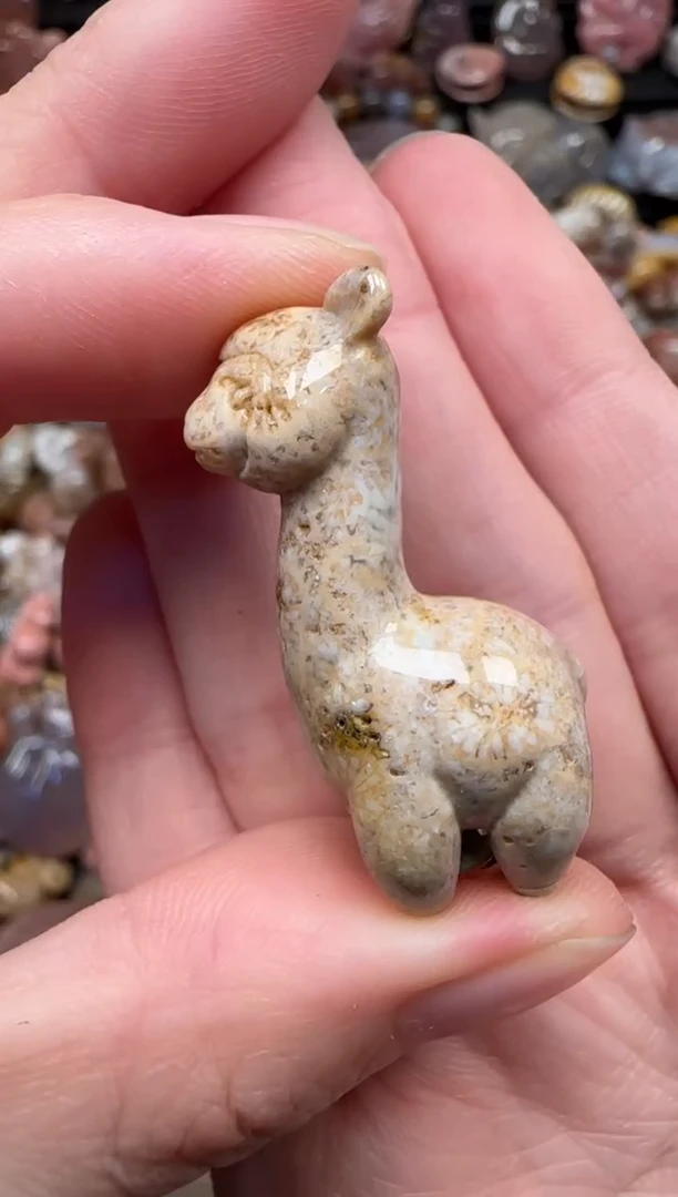 颈饰未镶嵌硅化珊瑚（珊瑚玉）753