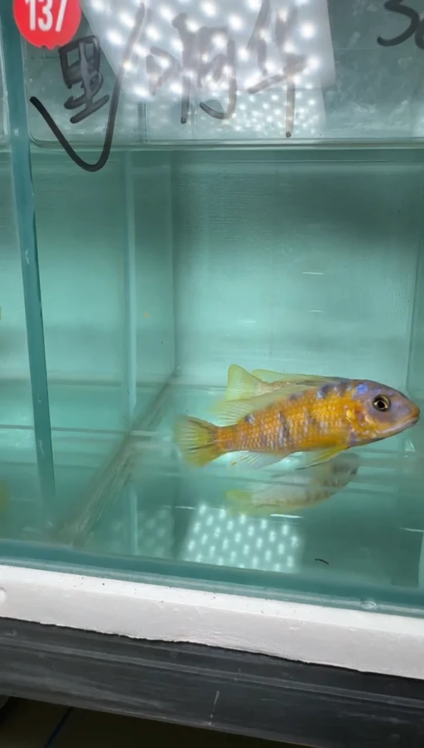 慈鲷鱼狮子湾黄金斑马mc