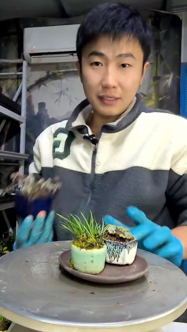 H**s中青园艺一物一拍花166