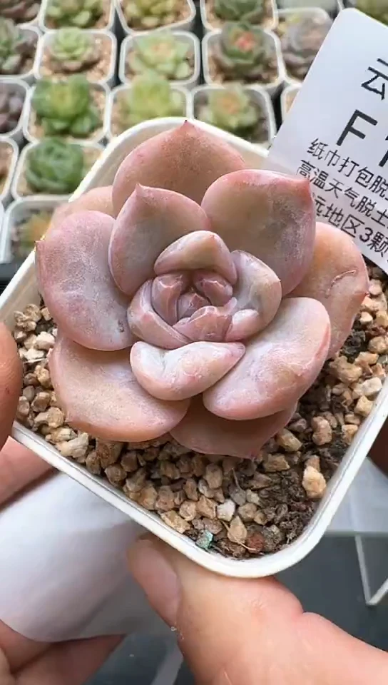 156F云禹多肉植物 默认脱土纸巾打包 3颗包邮