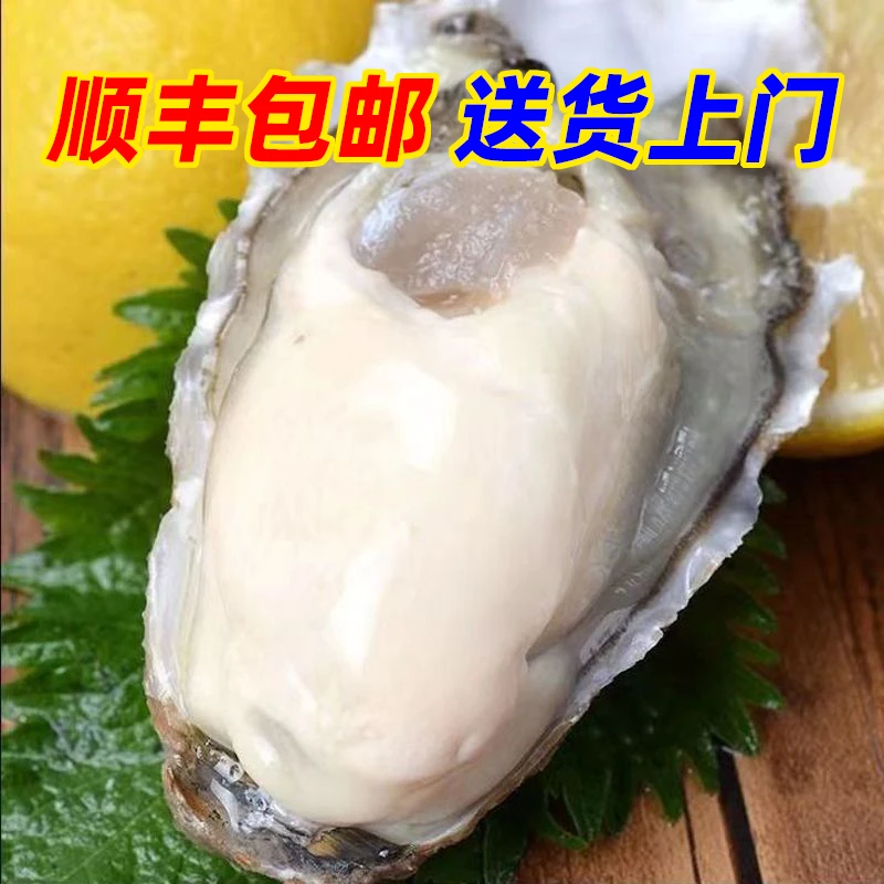 【大连精品级生蚝-送蚝刀】 3-4两/只 新鲜冷水大蚝海蛎子 壳薄肉肥