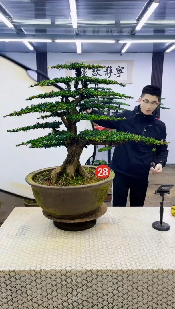 无花朵00000000000000000