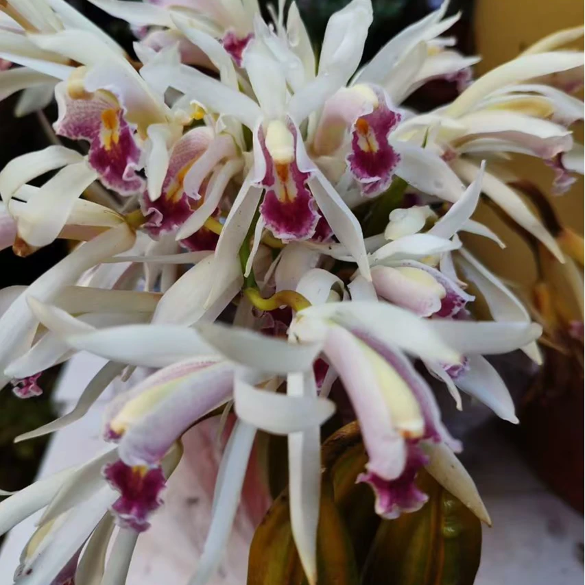 云南资源兰草一物一拍