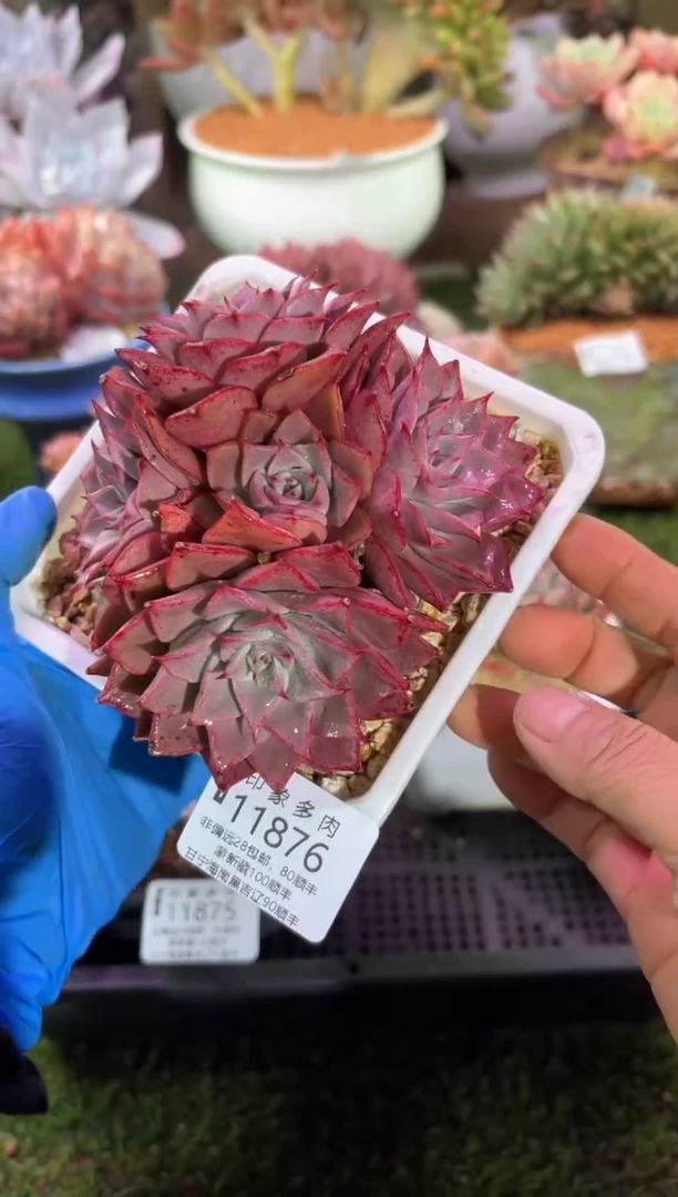 【闪购商品】11876