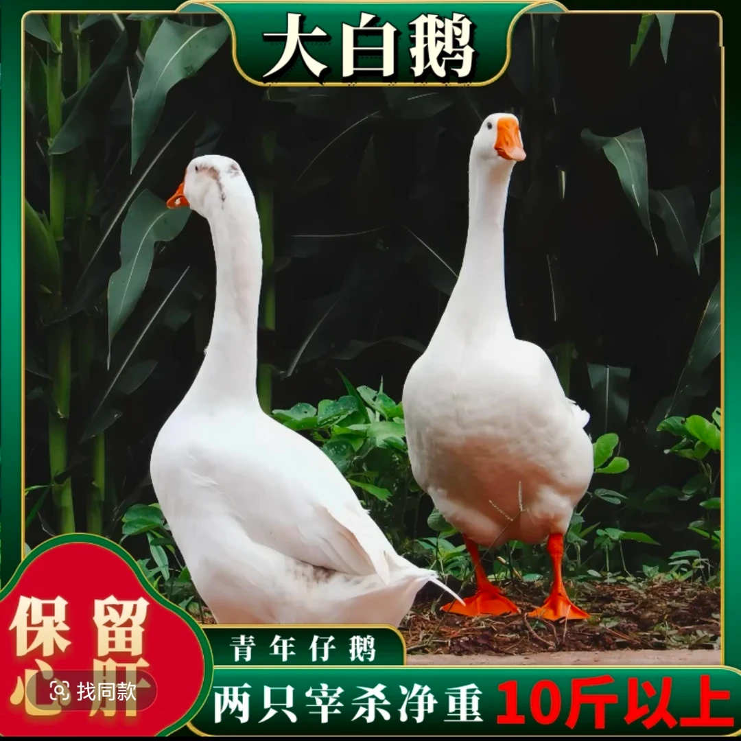 大白鹅【买一送一】农家散养大白鹅冷链顺丰包邮