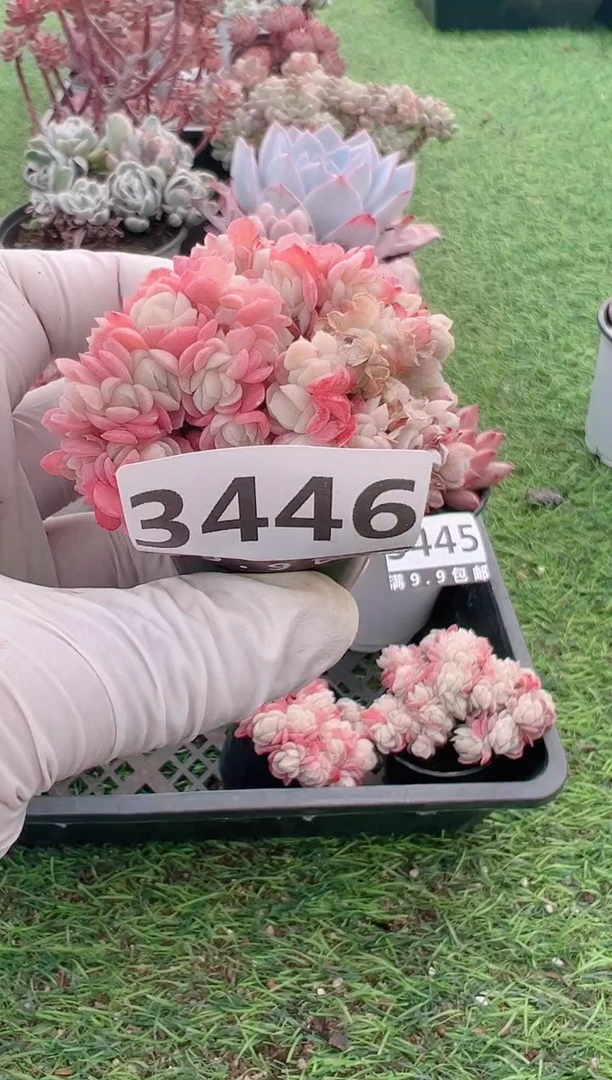【闪购商品】信福多肉一物一拍