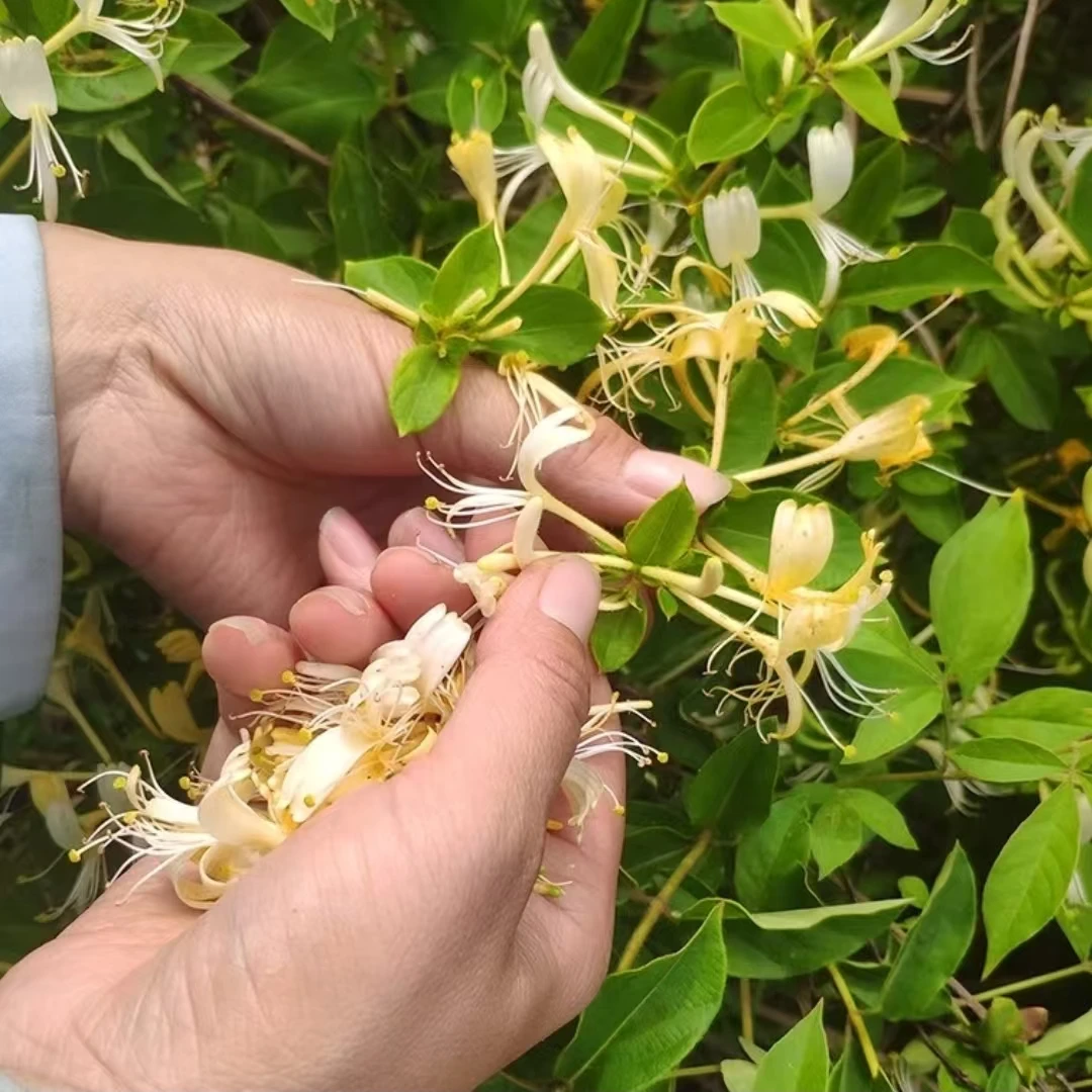 湘西本地农户晒干金银花