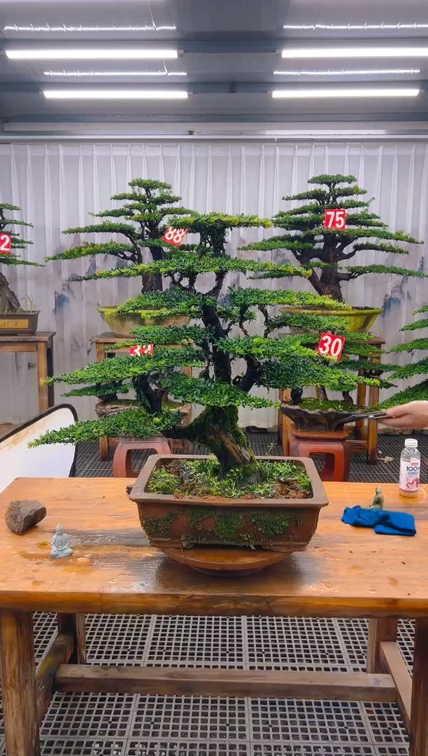 无花朵东*坡精品盆景直播间一物一拍