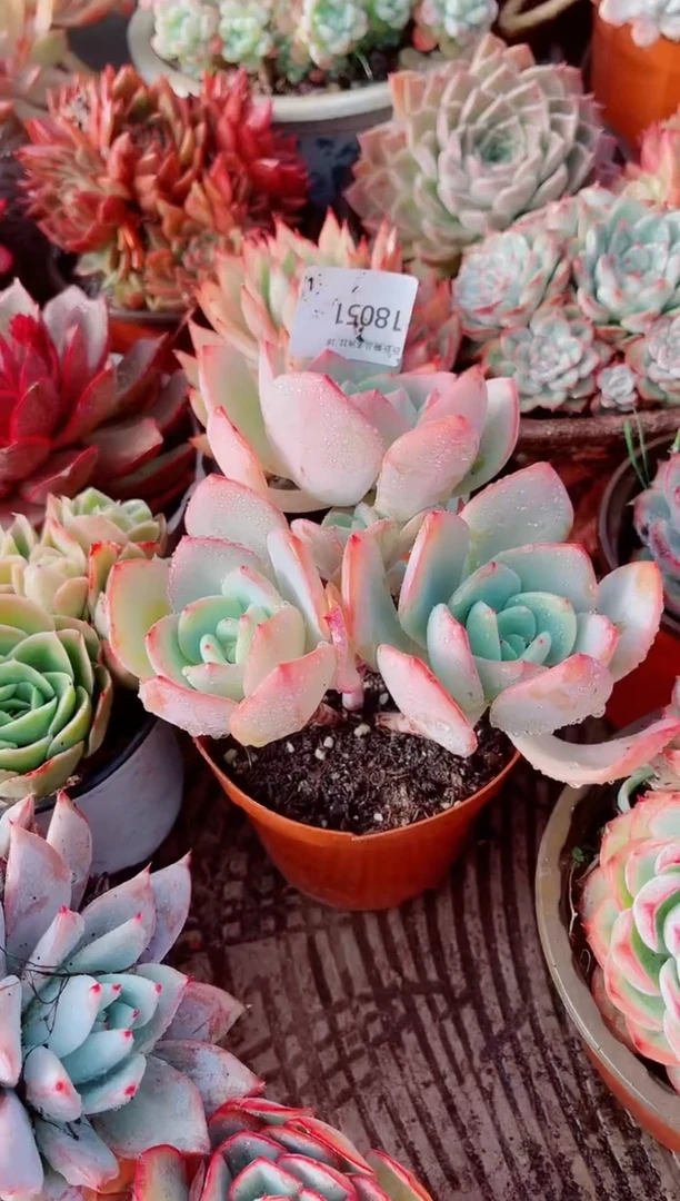 小****收跃跃精品多肉18051