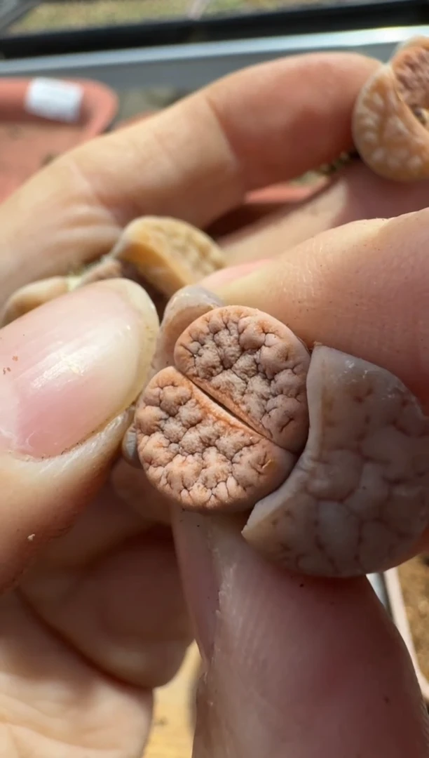 【闪购商品】7-584