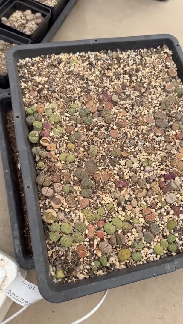 13-34多肉植物肉锥