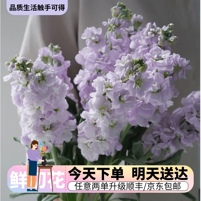 『紫罗兰』今日下单明日送达 生活鲜切花同城批发直播