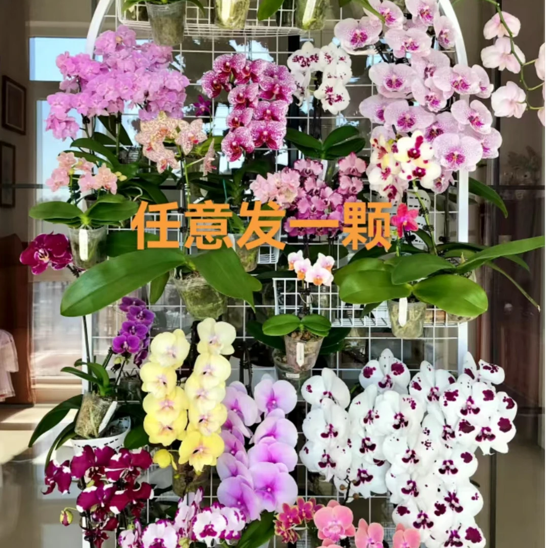 蝴蝶兰《任意发一颗》专属连接。所见即所得广西南宁源头基地直发