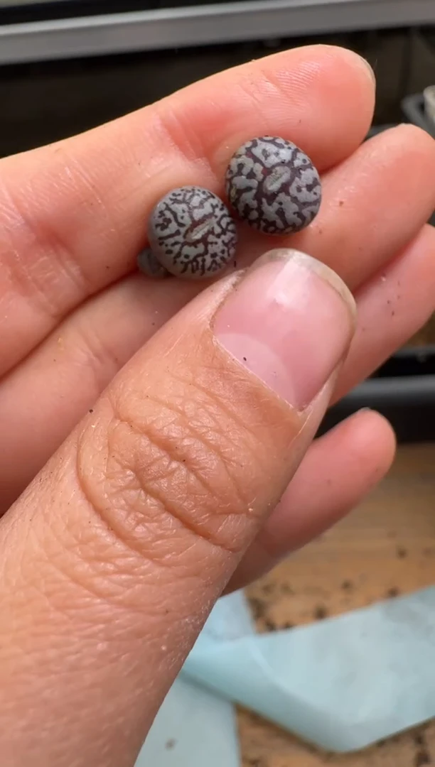 【闪购商品】1/22-114