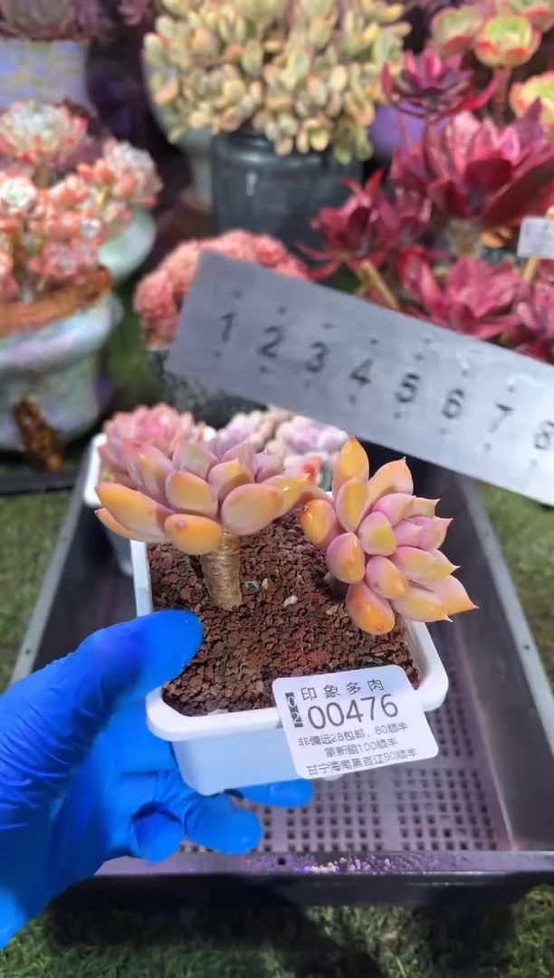 【闪购商品】00476