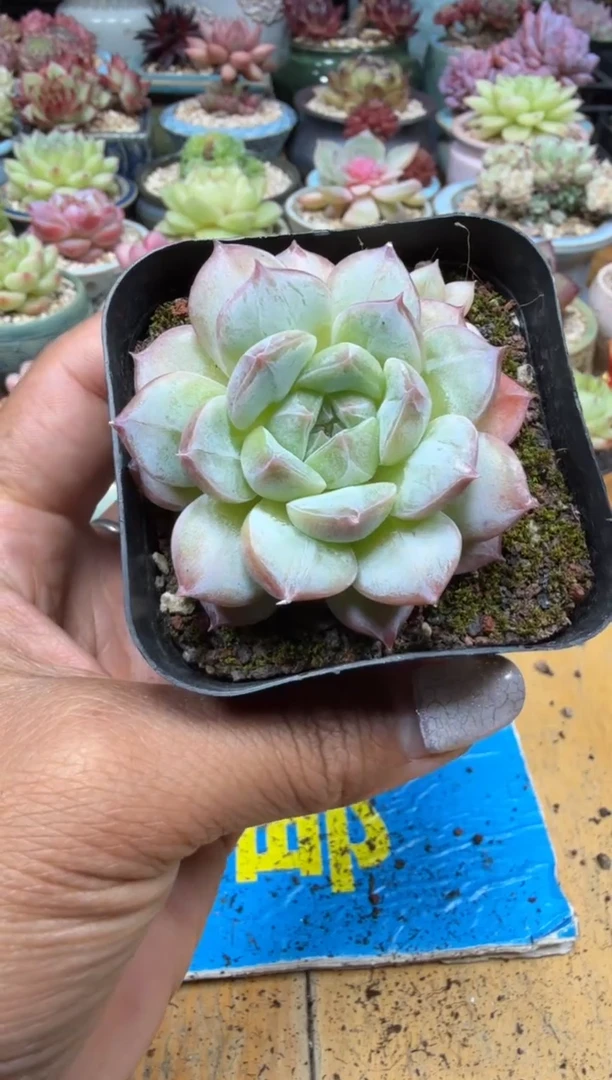 东云多肉园三号店-220