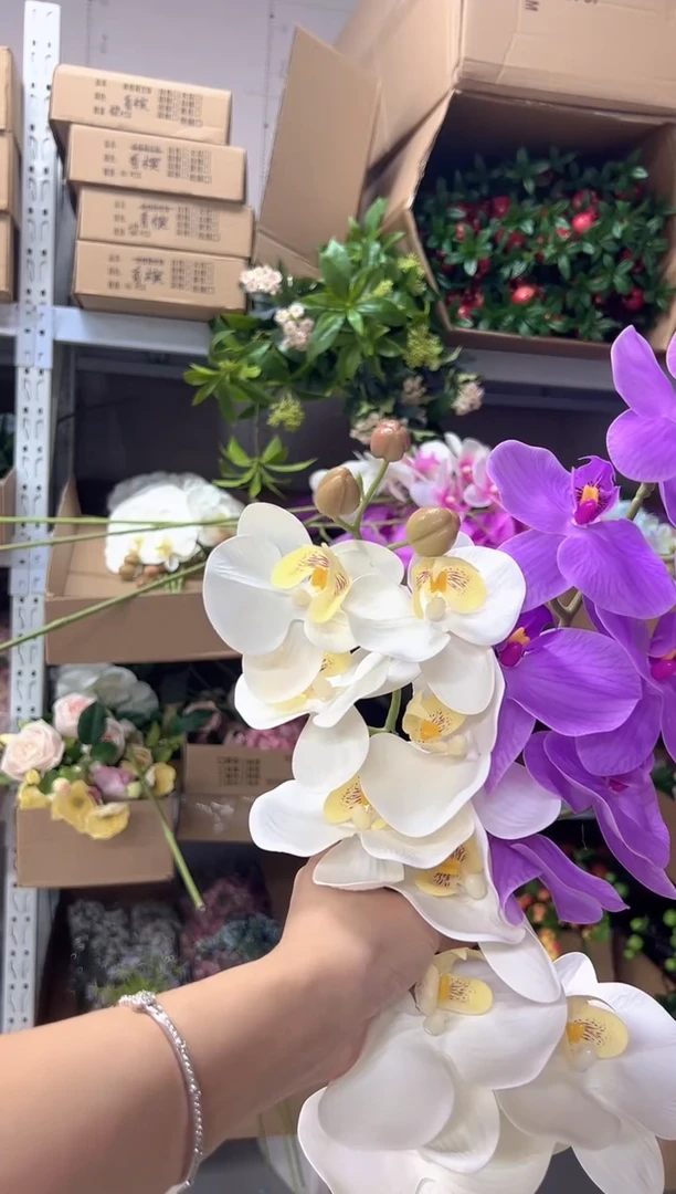 1枝白色1枝紫色蝴蝶兰