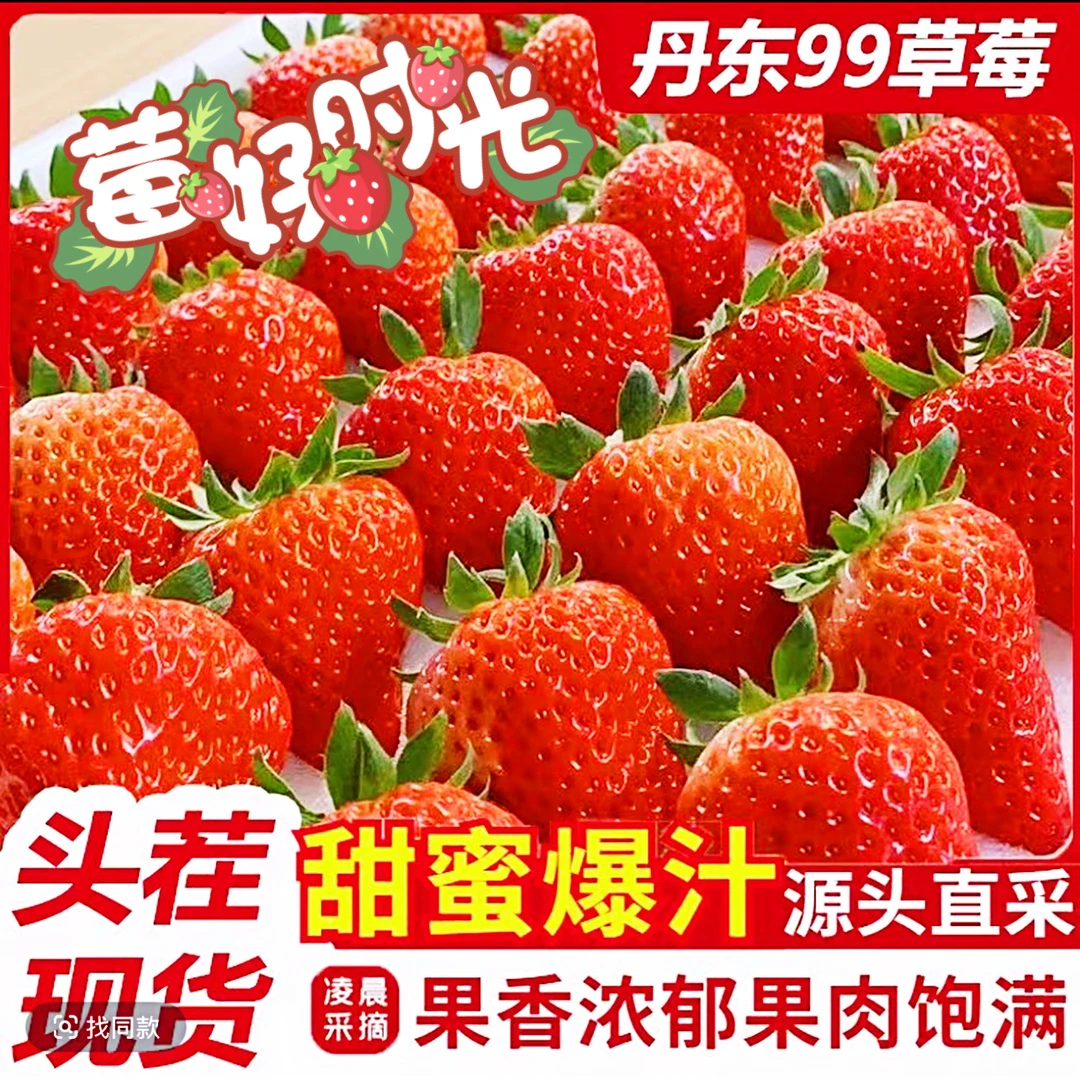 【现货秒发】丹东99草莓当天现摘现发牛奶草莓红颜新鲜应季顺丰包邮辽宁省