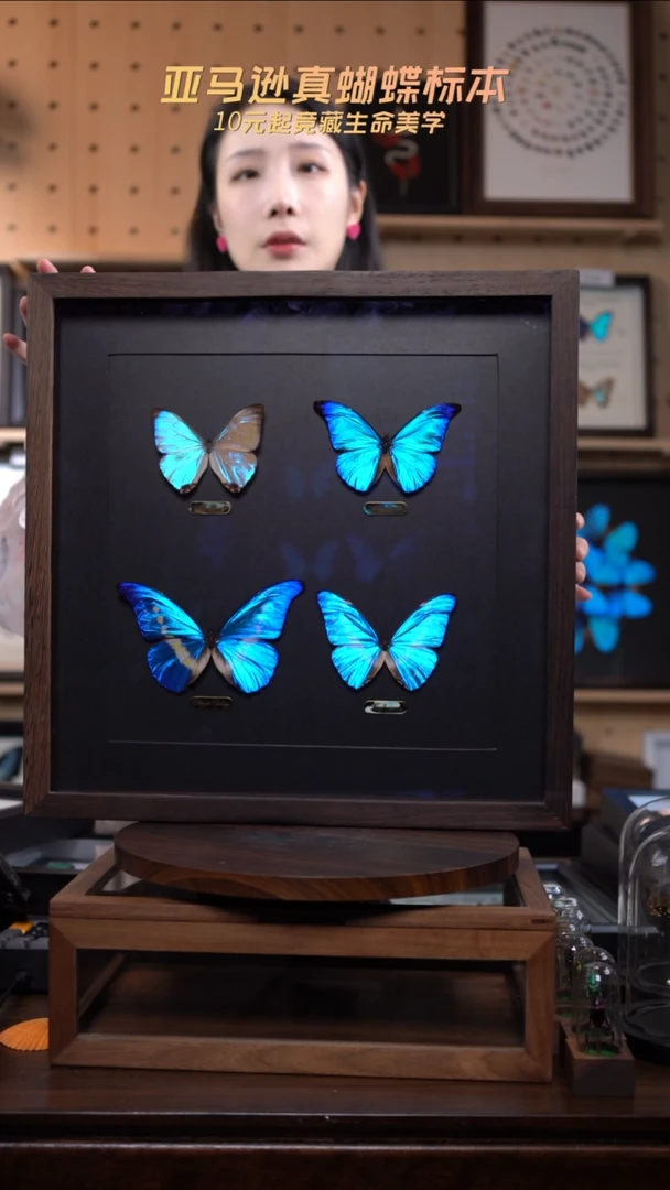 四大美蝶博物级别装裱收藏级f218