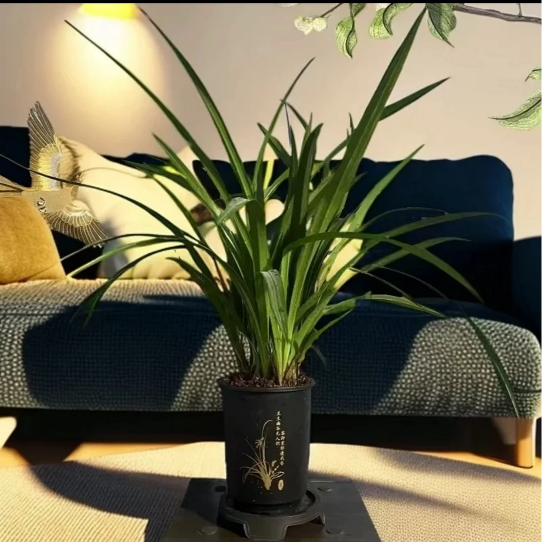 高端精品【墨兰醉美人】浓香型兰花室内好养花卉开花植物花香