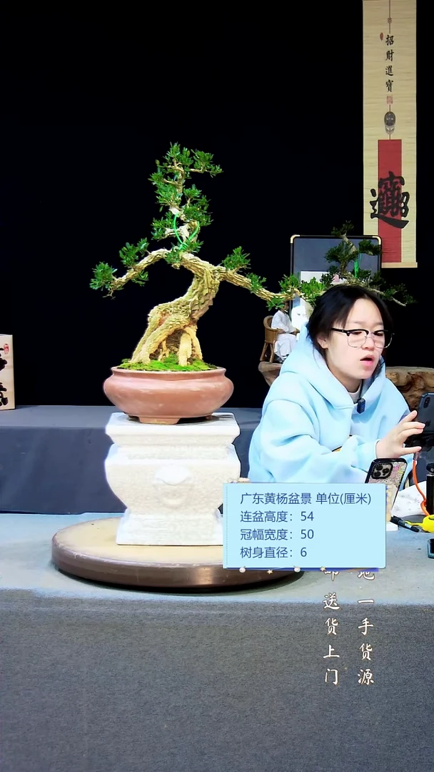 【闪购商品】雀舌黄杨盆景雀舌黄杨盆景