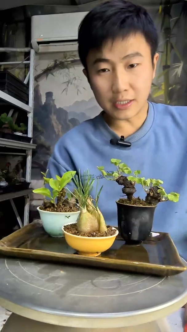 快**头中青园艺一物一拍215