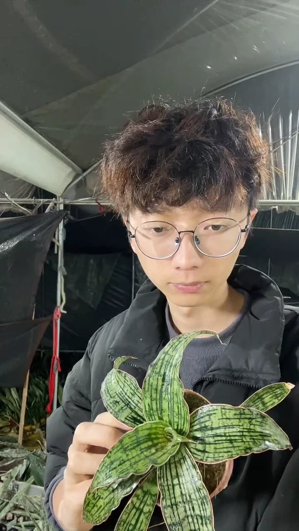 埃及艳后带盆土35.8