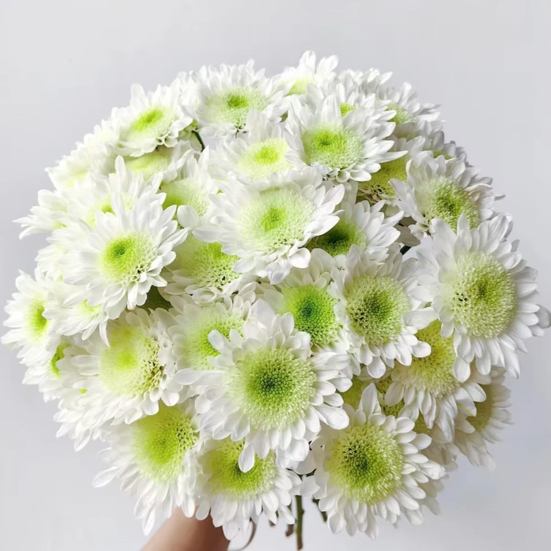 瑞白荷兰菊盆栽菊  耐热耐寒多年生植物  新手易养护