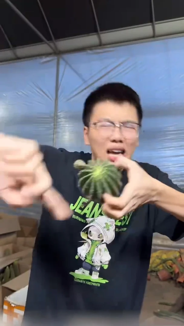 2颗 浓桃筋【带根】6-8cm