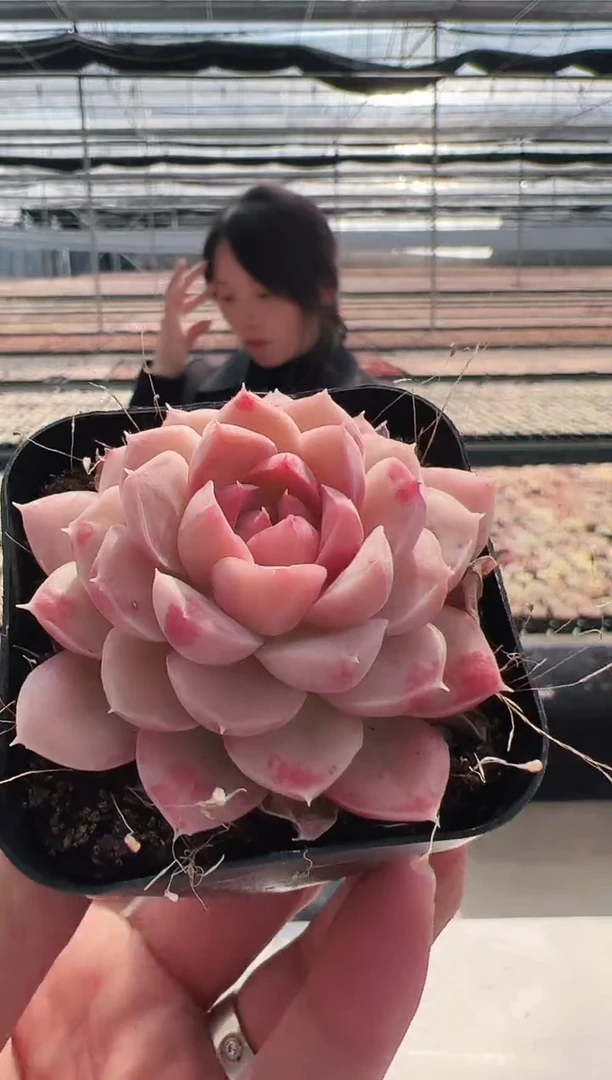 【闪购商品】新款多肉-55