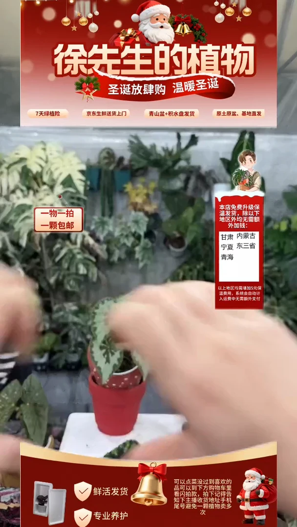 完全开放白勾玉秋海棠