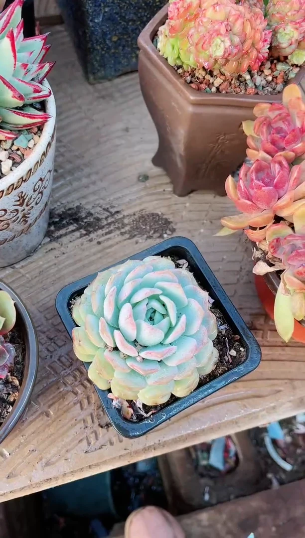 【闪购商品】21164