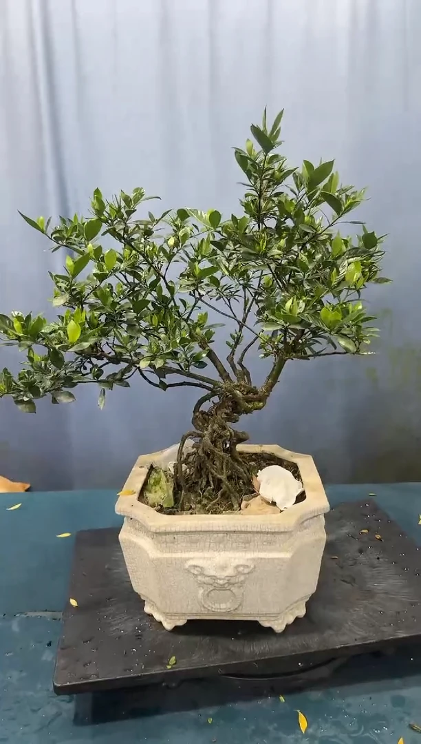 当前无花朵，栽培后可花朵栀子花栀子花栀子花栀子花栀子花