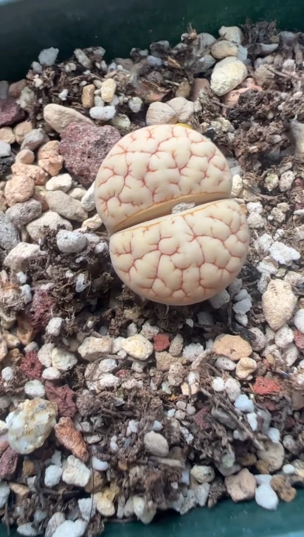 192。。。。。。。。。。。。。。