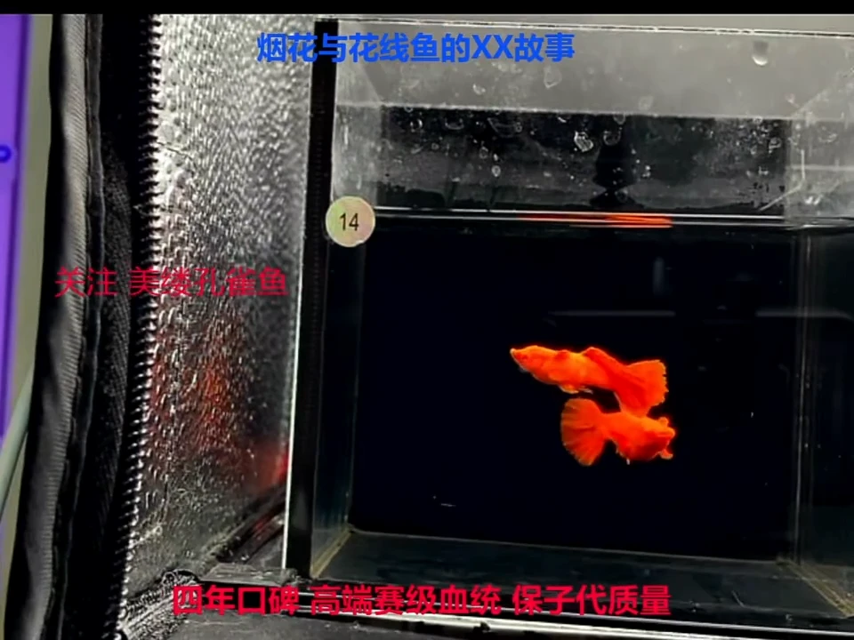 孔雀鱼火麒麟1对