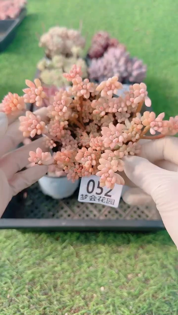 【闪购商品】梦会多肉一物一拍