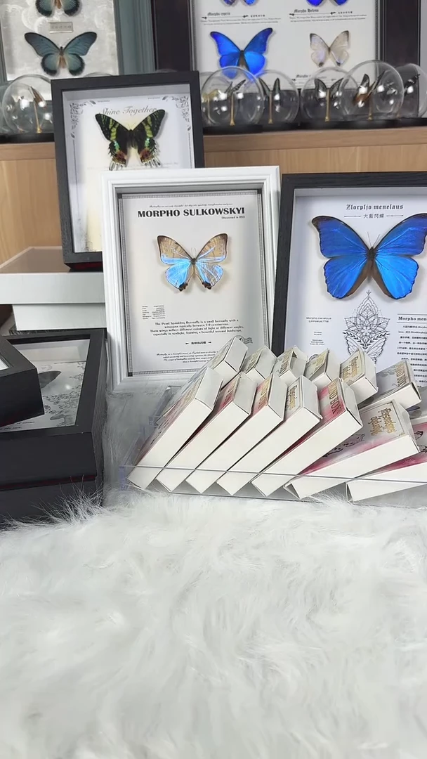 真实天然蝴蝶标本