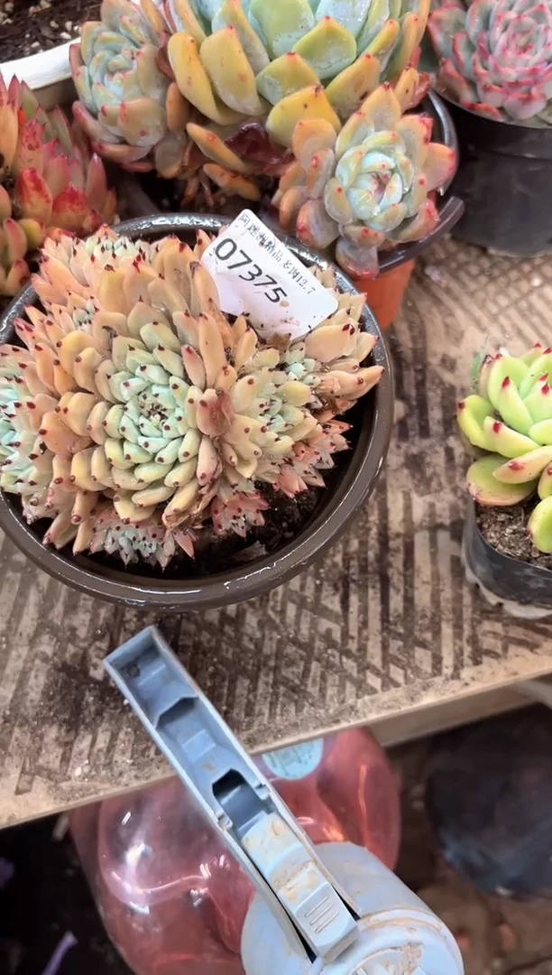 g****9多肉植物一物一拍07375