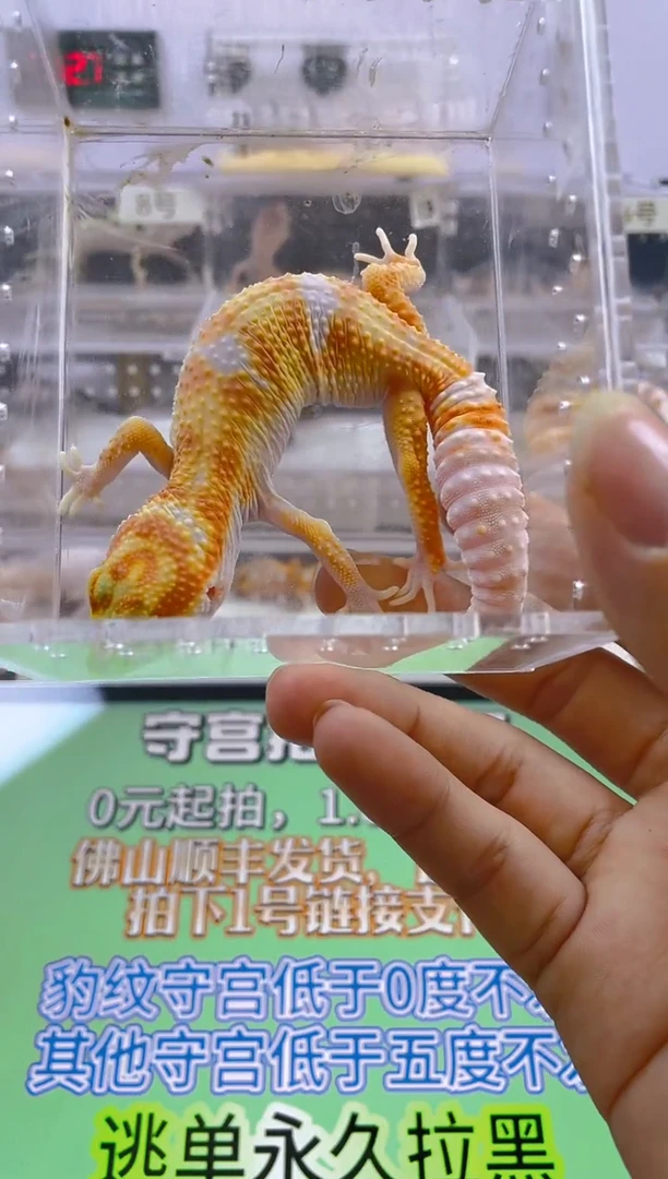 豹纹守宫豹纹守宫肥尾遛弯尾苗子亚成成体