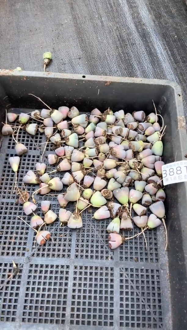 3881特价菊纹章有疤瑕疵发货10颗量拍