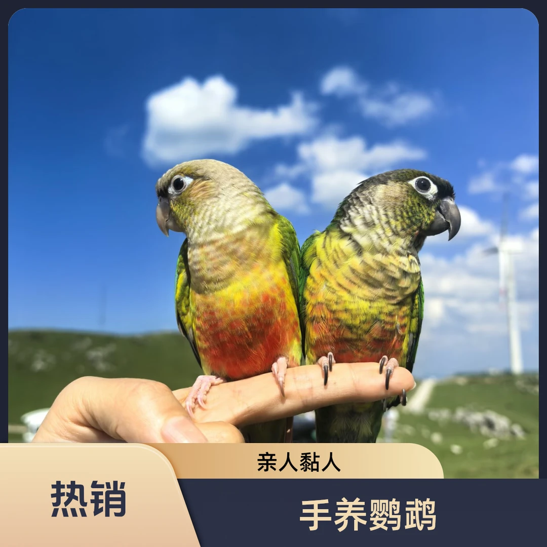 手养鹦鹉可爱亲人黏人可互动可学舌雏鸟幼鸟易养亲人顺丰包邮