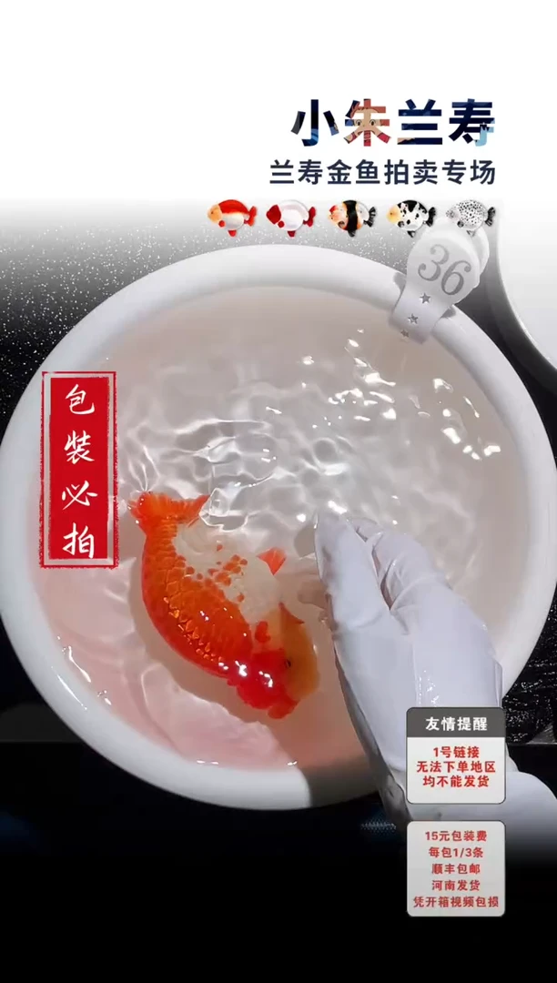 金鱼包装必拍未拍顺丰到付36号