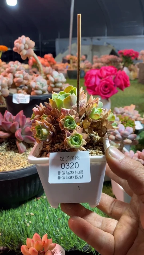 【闪购商品】320罗琳卡