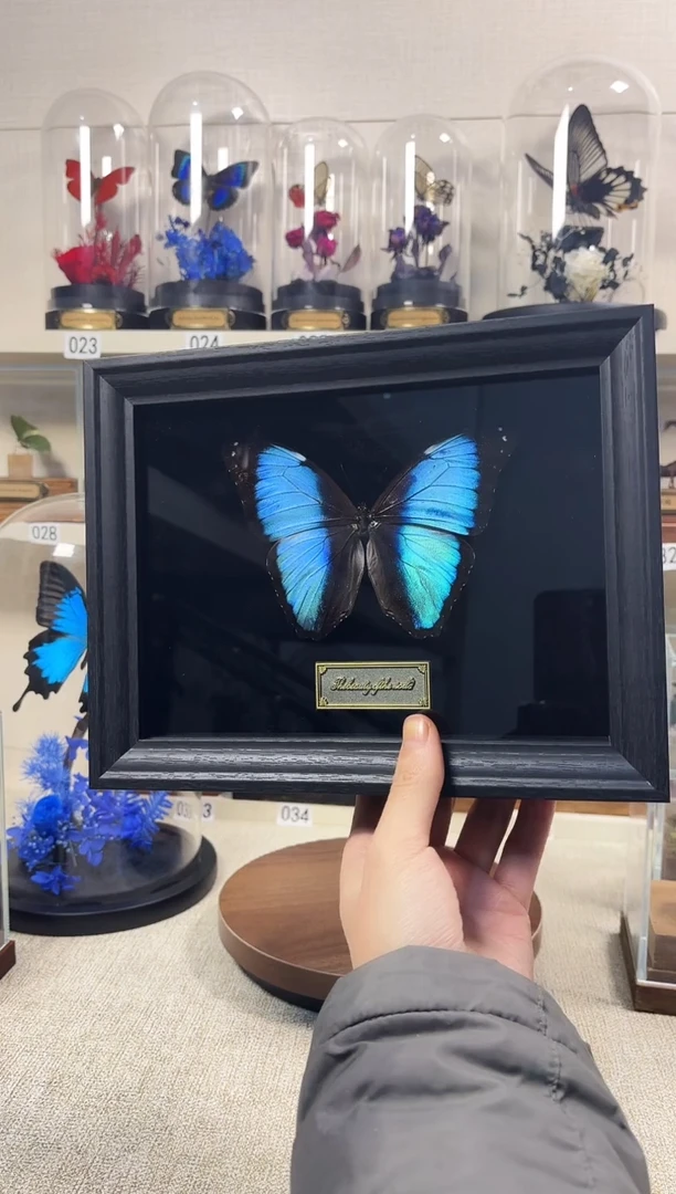 真实的大自然蝴蝶标本